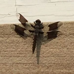 Meet your Posher, Shari